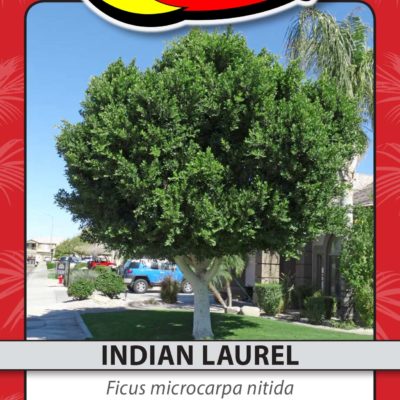 INDIAN LAUREL