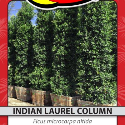 INDIAN LAUREL COLUMN