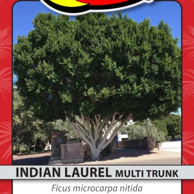 INDIAN LAUREL MULTI TRUNK