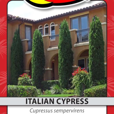 ITALIAN CYPRESS