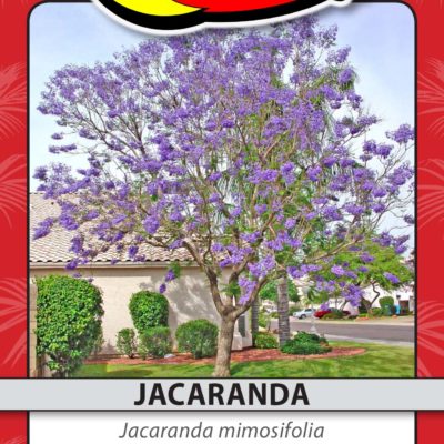 JACARANDA
