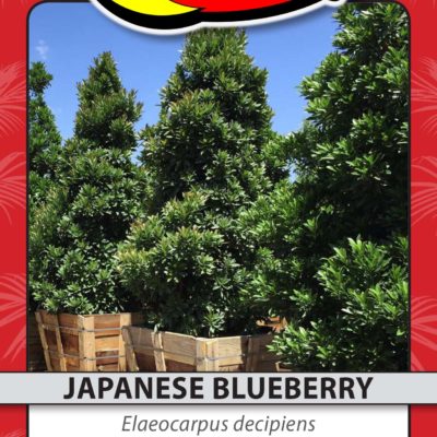 JAPANESE BLUEBERRY