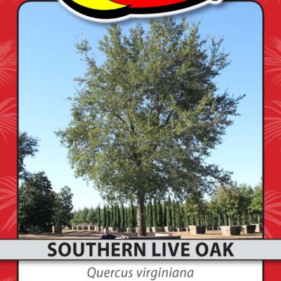 SOUTHERN LIVE OAK