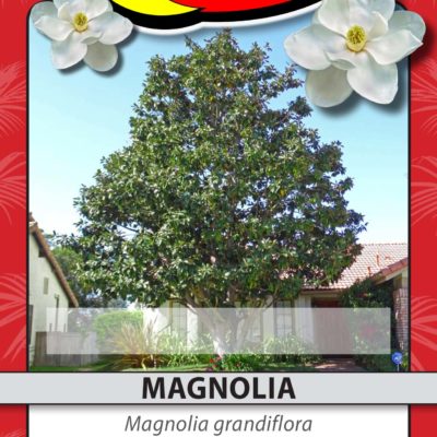 MAGNOLIA