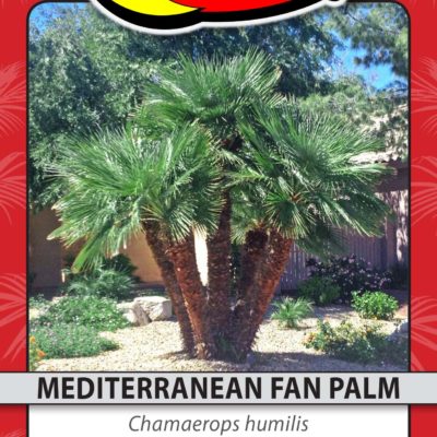 MEDITERRANEAN FAN PALM