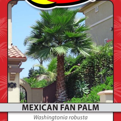 MEXICAN FAN PALM