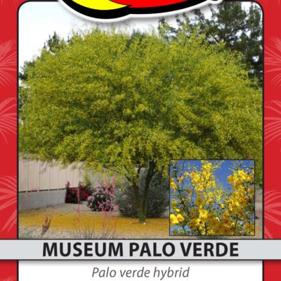 MUSEUM PALO VERDE