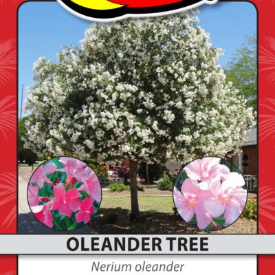 OLEANDER TREE