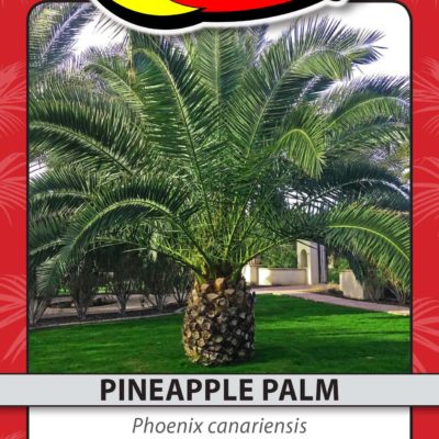 PINEAPPLE PALM