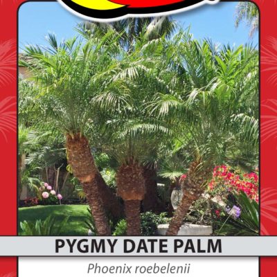 PYGMY DATE PALM