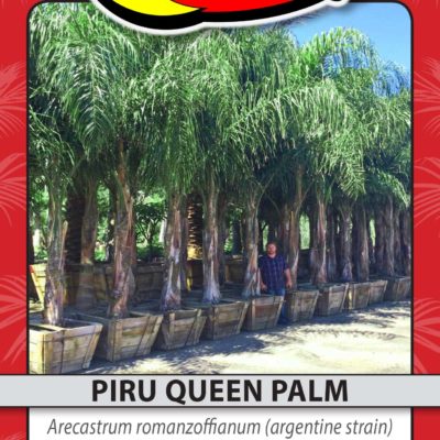 PIRU QUEEN PALM