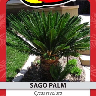 SAGO PALM