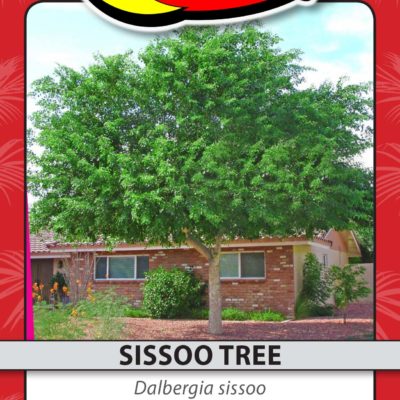 SISSOO TREE