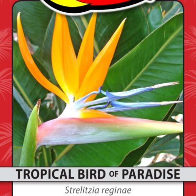 TROPICAL BIRD OF PARADISE