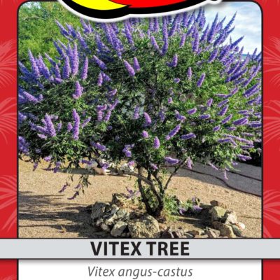 VITEX TREE