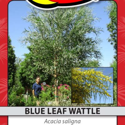 BLUE LEAF WATTLE