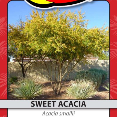 SWEET ACACIA