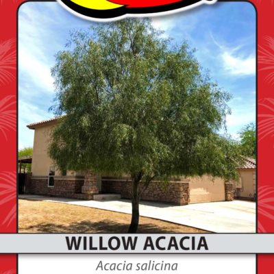 WILLOW ACACIA