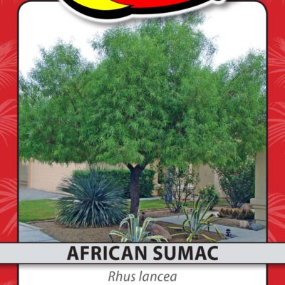 AFRICAN SUMAC