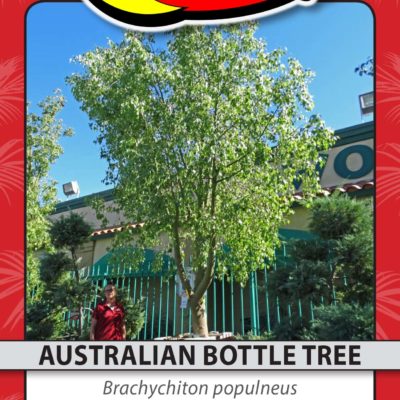 AUSTRALIAN BOTTLE TREE