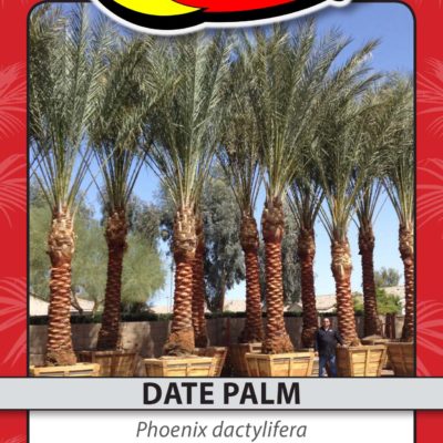 DATE PALM