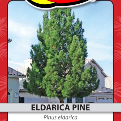 ELDARICA PINE