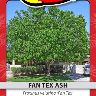 FAN TEX ASH