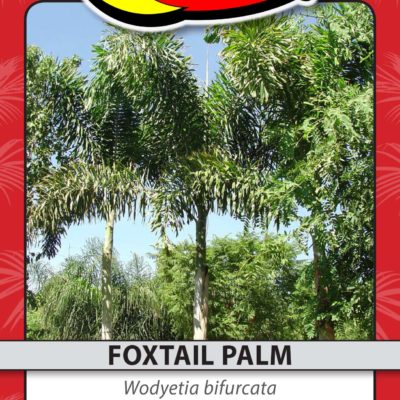 FOXTAIL PALM