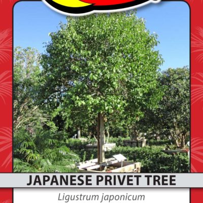 JAPANESE PRIVET TREE