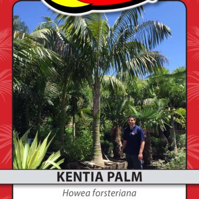 KENTIA PALM