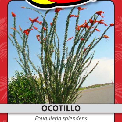 OCOTILLO