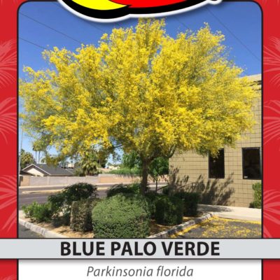 BLUE PALO VERDE