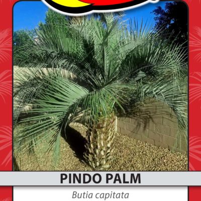 PINDO PALM