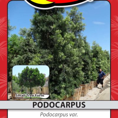PODOCARPUS