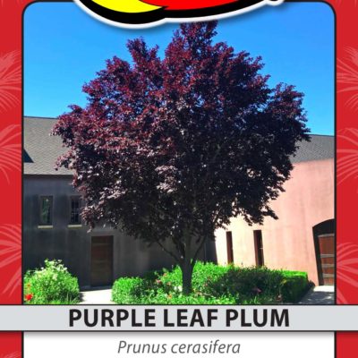 PURPLE LEAF PLUM