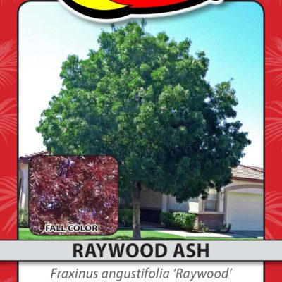 RAYWOOD ASH