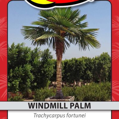 WINDMILL PALM