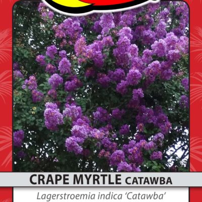 CRAPE MYRTLE CATAWBA