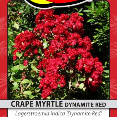 CRAPE MYRTLE DYNAMITE RED