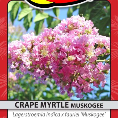 CRAPE MYRTLE MUSKOGEE