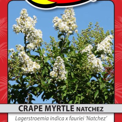 CRAPE MYRTLE NATCHEZ