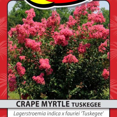 CRAPE MYRTLE TUSKEGEE