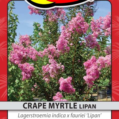 CRAPE MYRTLE LIPAN