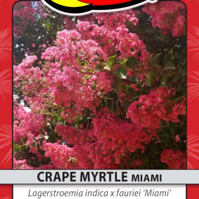 CRAPE MYRTLE MIAMI