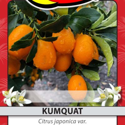 KUMQUAT