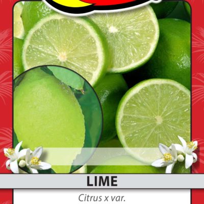 LIME