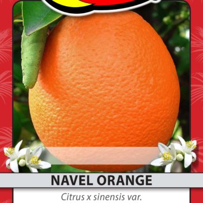 NAVEL ORANGE