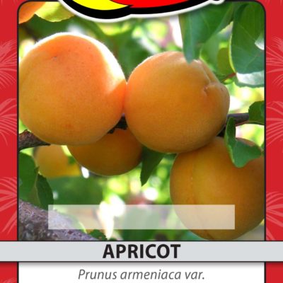 APRICOT
