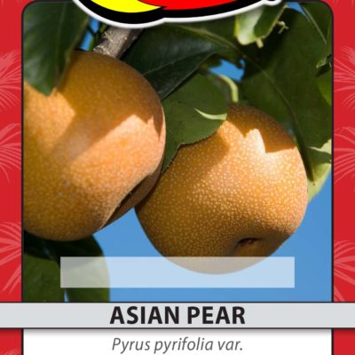 ASIAN PEAR