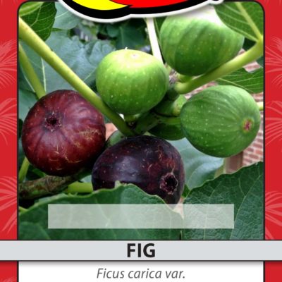 FIG